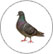 Résolue, spécialiste anti-pigeons